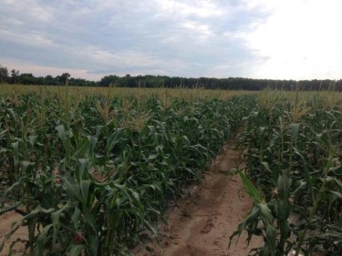 Ingersoll Farms Fresh Sweet Corn 2014